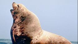 Sea_Lion_Bull.png