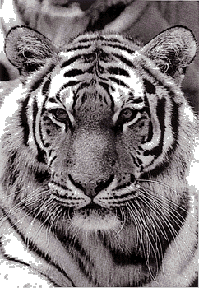 http://www.shelterpub.com/_symmetry_online/tiger_199W.gif