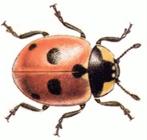 Five_Spot_Ladybird