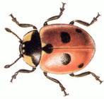 Five_Spot_Ladybird