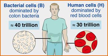 Bacterial to human cell ratios